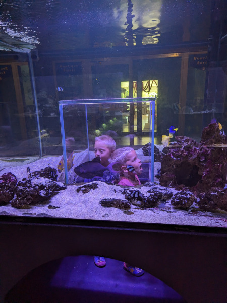 im Aquarium drin