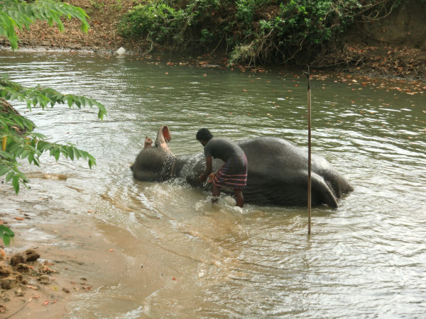 sigiriaElefant