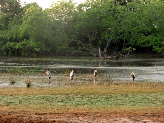 Karabus im Yala
